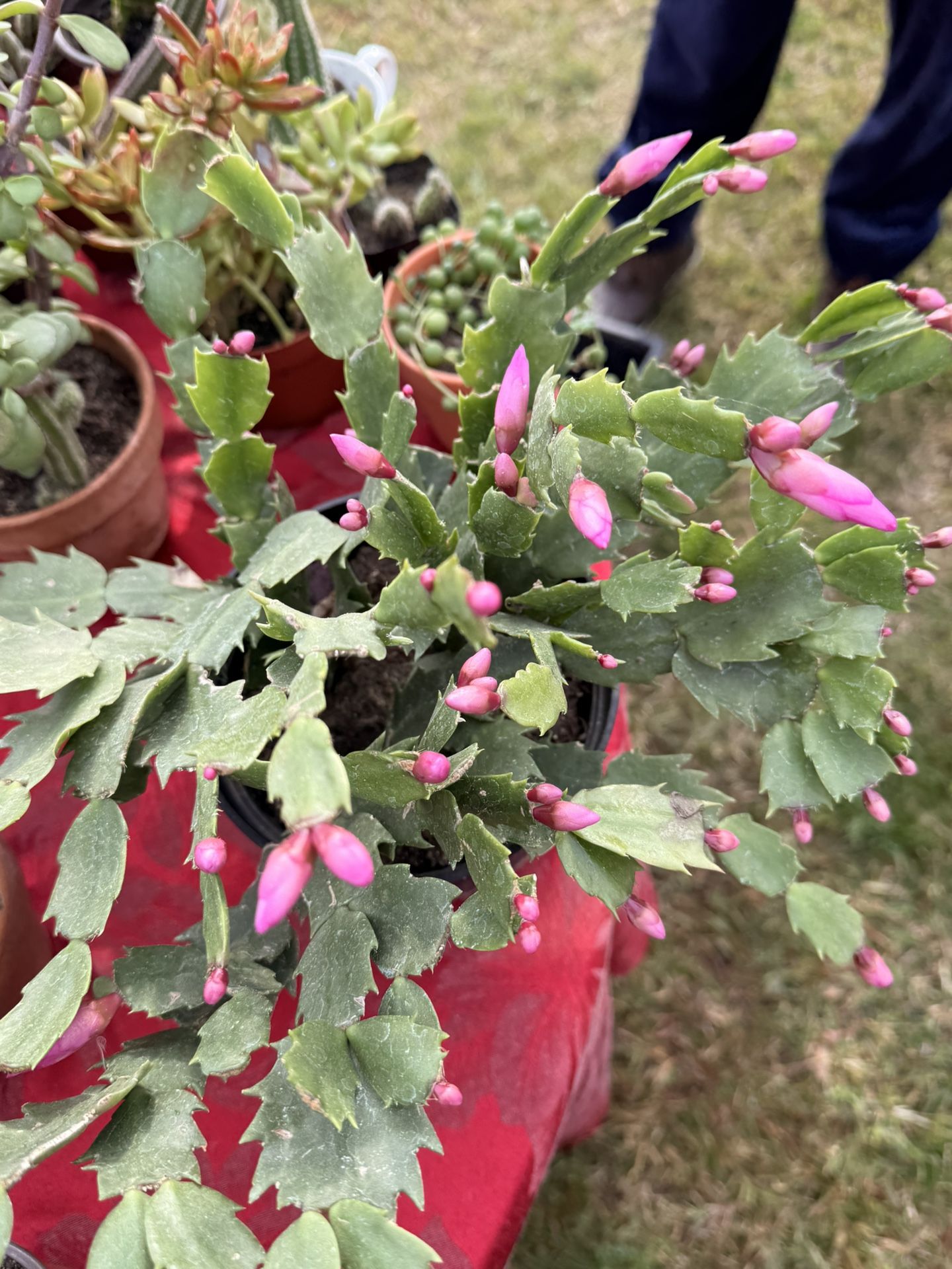 Cactus De Accion De Gracias 