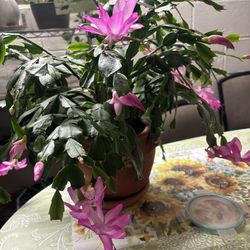 Christmas Cactus Plant With Pink Flowers