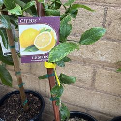 Meyer Lemon ; Improved Variety Semi Dwarf 
