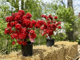🌹 🌺 Stewartstonian Azaleas🌹 🌺