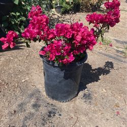 Plants