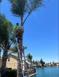 Cheap tree guys