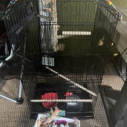 Birdcage Tall Parakeets