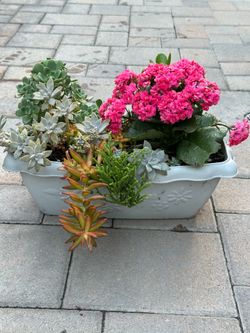 Assorted Succulent Plants