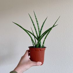 4” Snake Plant