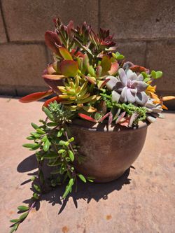 Decoration Suculents Plants Mix