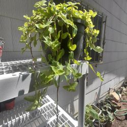 Tradescantia Turtle Vine Plant 