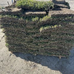 St Augustine Sod