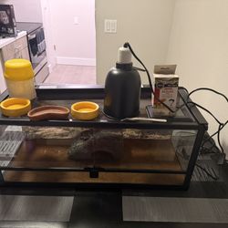 Bearded Dragon Starter Setup