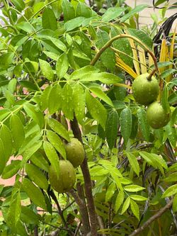 Dwarf Fruiting Ciruela China/June Plum Tree (Ambarella / Golden Apple) - Healthy Live Plant- 4 feet tall - 3 gallon