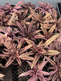 Cryptanthus Pink Star Houseplant | 4”