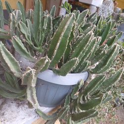 Stapelia starfish Plan