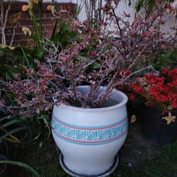 2 buganvilla plants on 2 beautiful ceramic pots $80 or best offer