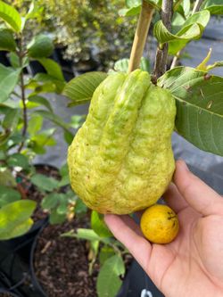 Thai Ruby Guava