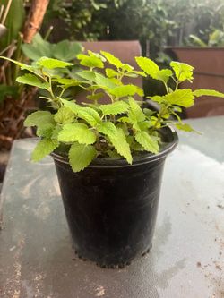 lemon balm lemon balm (Melissa officinalis), a hardy perennial herb
