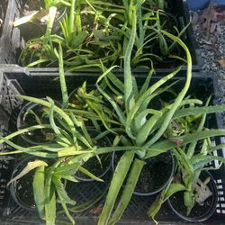 Aloe Vera Plants