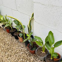 Plants For Sale 10 Each 