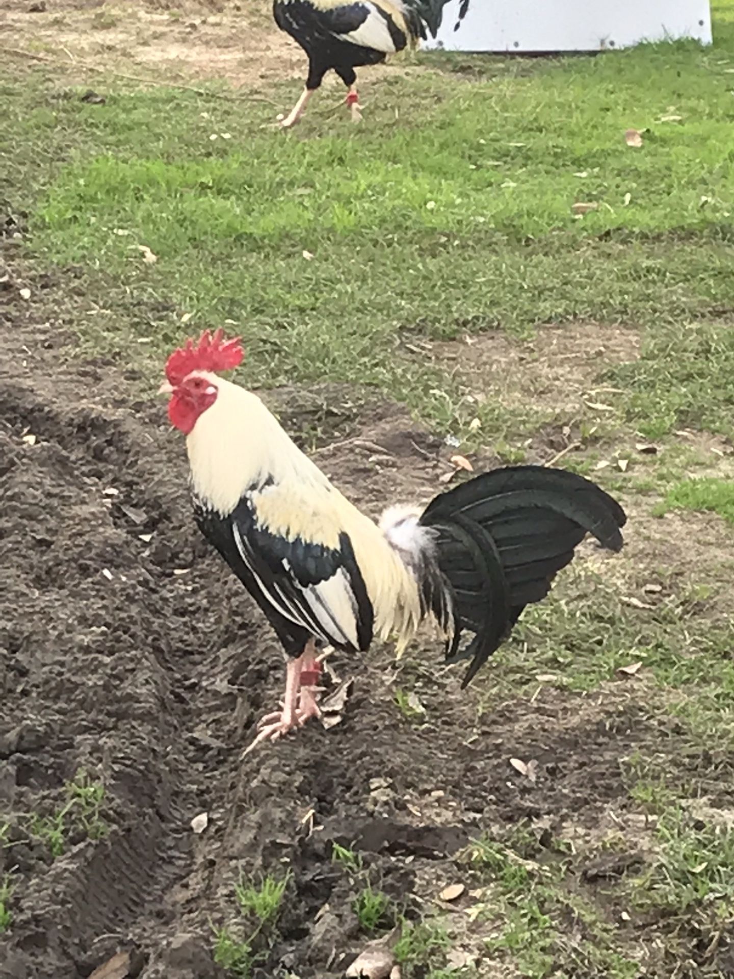 Grey game fowl, Blood line: Law Grey Bennitt Cross