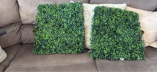 New Boxwood for backdrop 20x20