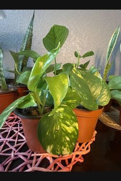 Pothos! Snake Plants! Aloe For Sale!!
