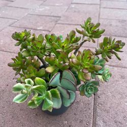 Beautiful Mix Succulents Flower Plant In Ceramic Pot Home Patio Yard Garden Lawn Design 