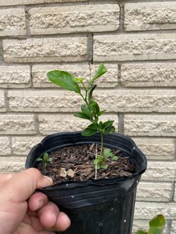 Small mandarin plant -3$