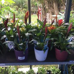 Bromeliad In 5” Ceramic Pot . SPECIAL PRICE !🤩