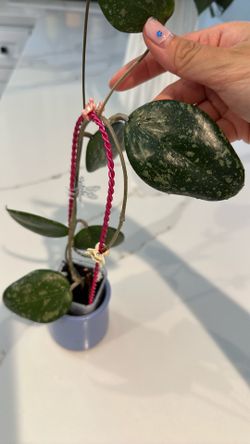 Hoya wibergiae pink curl