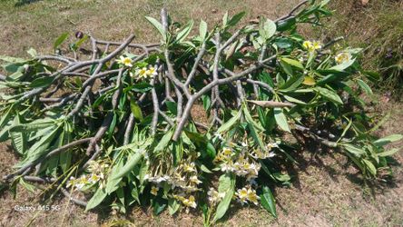 Hawaiian tree freshly cut for 5 bucks.Please come pick up