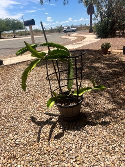 Large dragon fruit plant