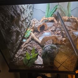 Reptile Enclosure And Reptile 