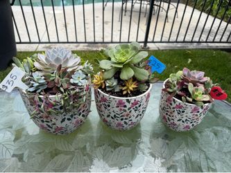 Mother’s Day succulent beauties
