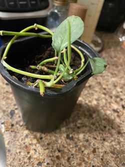 Cebu Blue Pothos Plant
