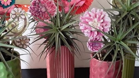 Potted Air Plants