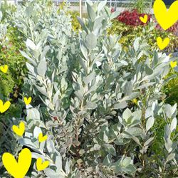 Beautiful Silver Buttonwood Privacy Hedge Plants 3gl $6🌿🌿🌿