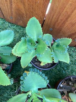 Kalanchoe daigremontiana “made de mil”