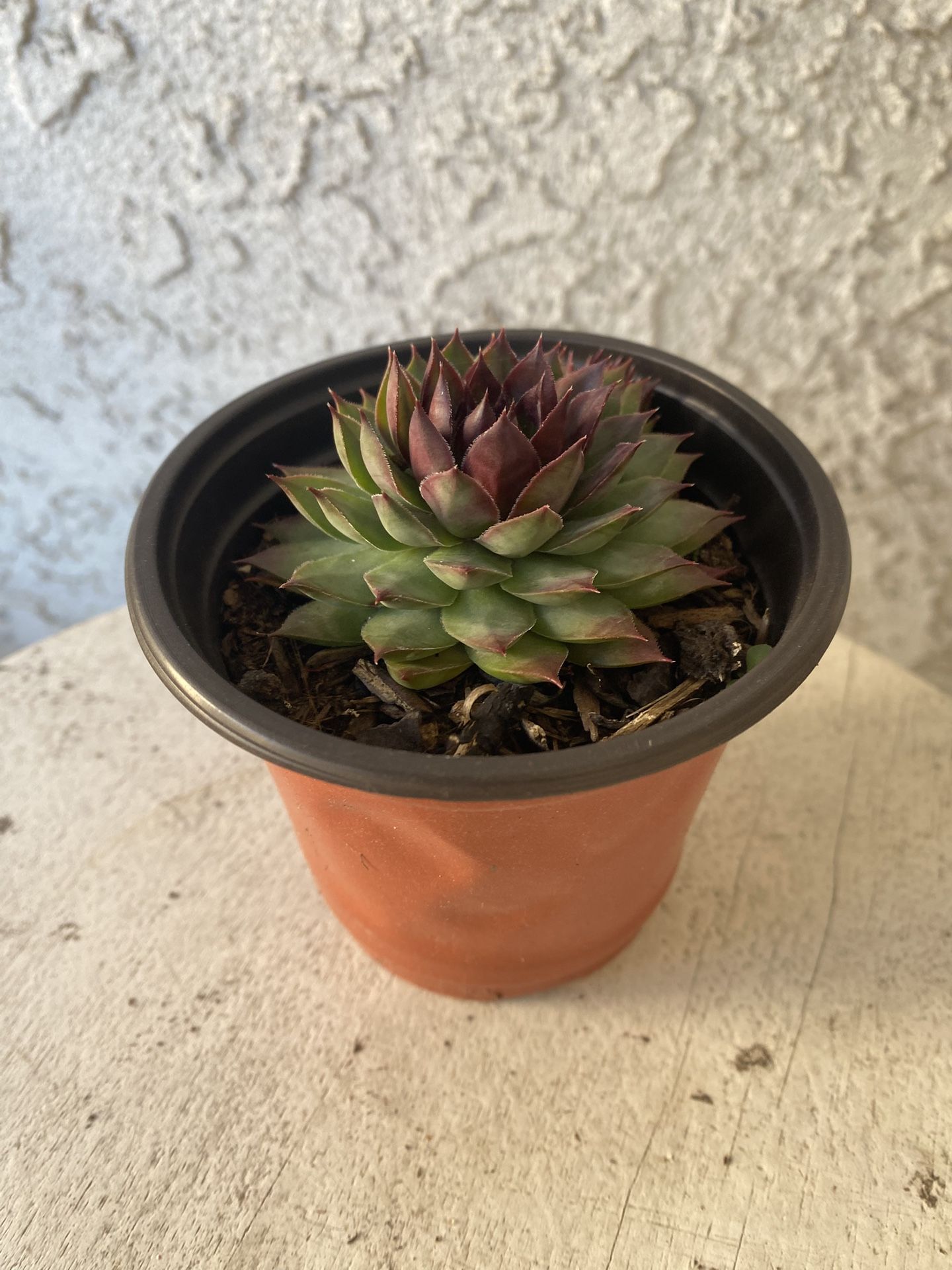 4 Inch Pot Succulent Plant - Sempervivum Appletini - Mountain Houseleek - Rooted & Stablished - Drought Resistant 🪴 