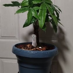 Money Tree Plant 