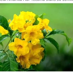 YELO  TRUMPERT SEEDS  COUNT 100