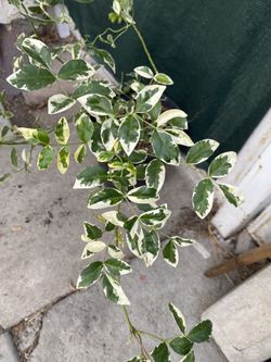 PANDOREA Jasminoides Variegated Climbing Plant, Is Outdoor Sun Or Shade Plant In 5 Gallons Pot Pick Up Only
