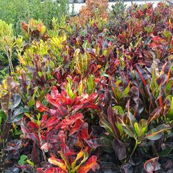 Croton Mammy 3gl 🌿$8