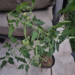Roma tomato plants