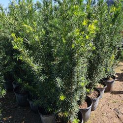 Huge Podocarpus Over 6 Yo 7 Feet Tall Instant Privacy Hedge For Fence 