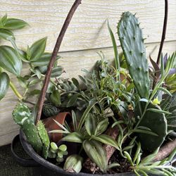 Plantas Interior Y Exterior