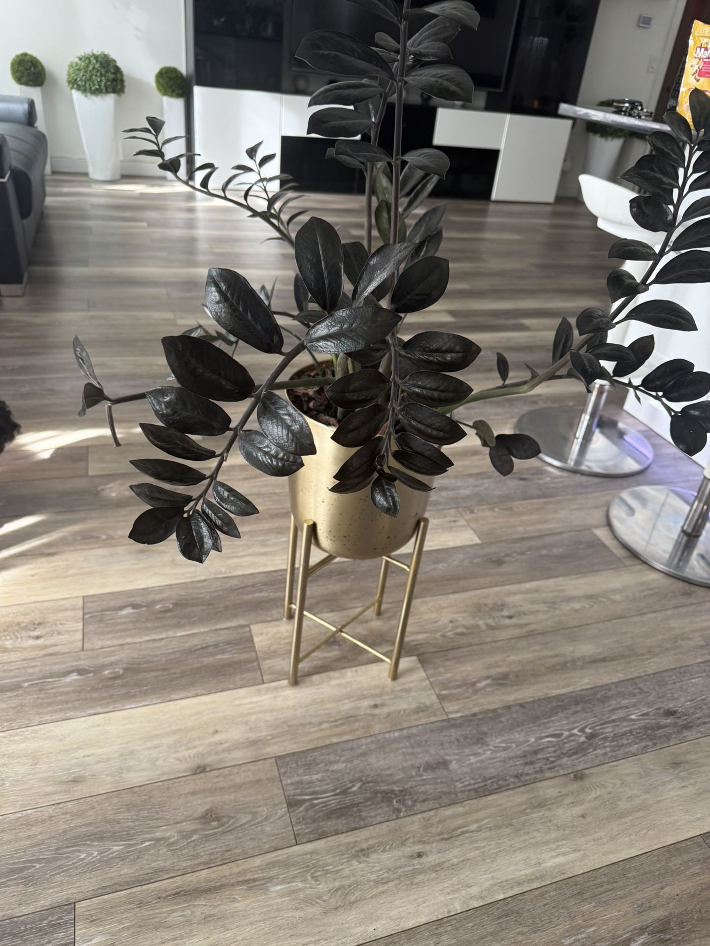 🪴Housplant Black Zz Plant