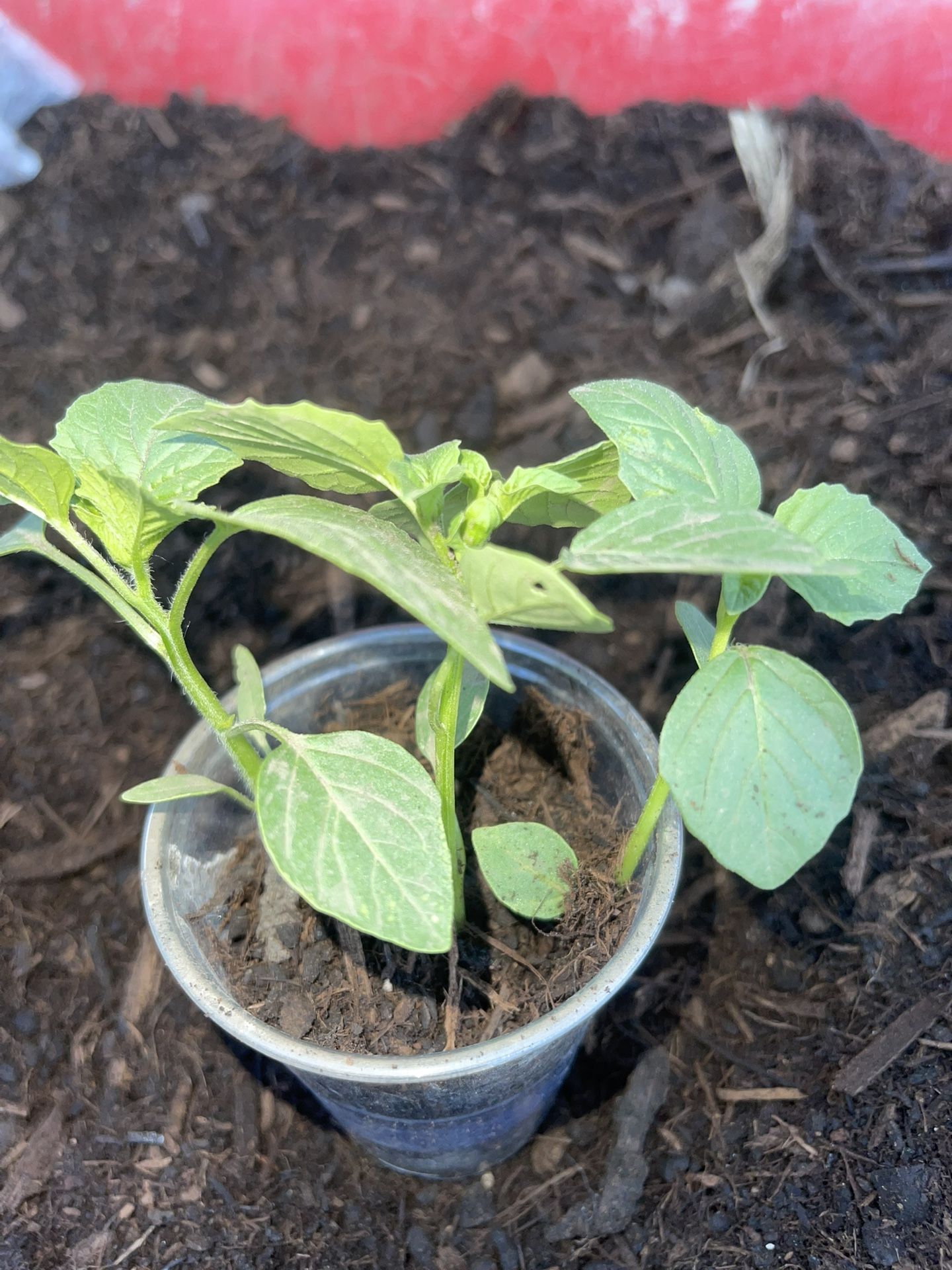 Tomatillo Plants
