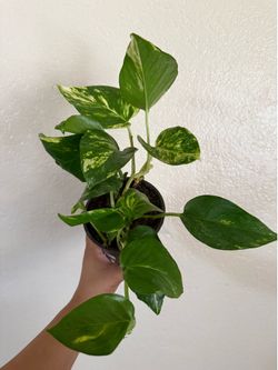 Big leaf Hawaiian Pothos