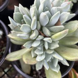 Succulent 1 Gallon Pot 