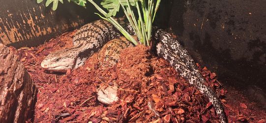 reptile decor