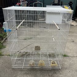 Bird cage 